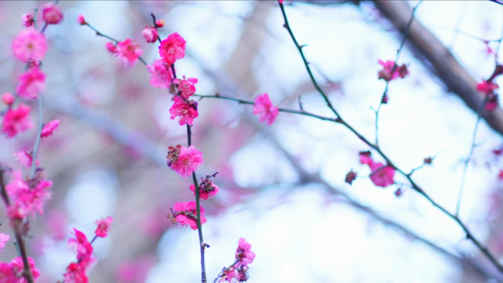 Plum blossom